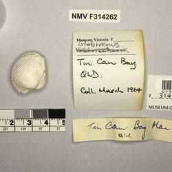 Dry Venus Clam shell beside labels.