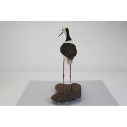 <em>Himantopus himantopus leucocephalus</em>, Black-winged Stilt. [B 32995]