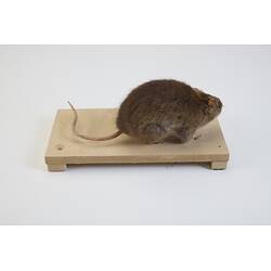 <em>Rattus fuscipes</em>, Australian Bush Rat. [C 6871]