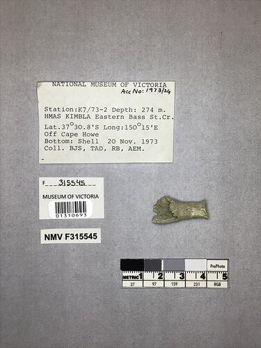 Dry stony coral specimen beside labels.