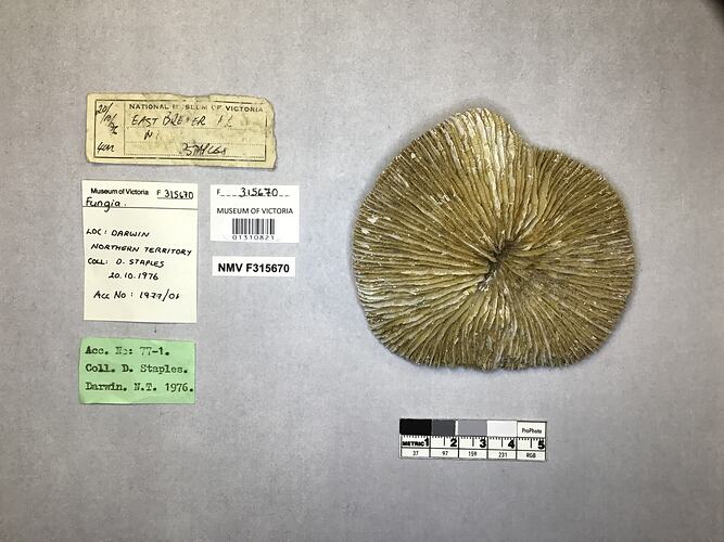 Dry coral specimen beside labels.