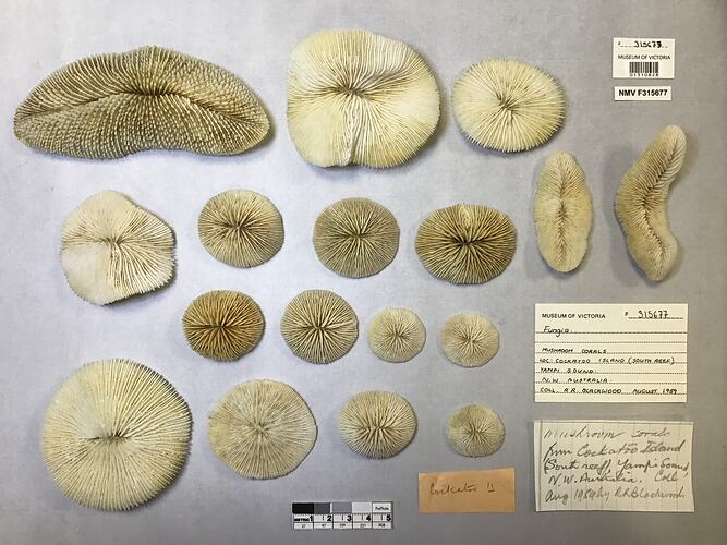 Dry coral specimens beside labels.