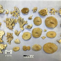 Dry stony coral specimens beside labels.