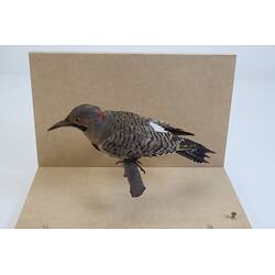 <em>Colaptes auratus</em>, Northern Flicker. [61408]