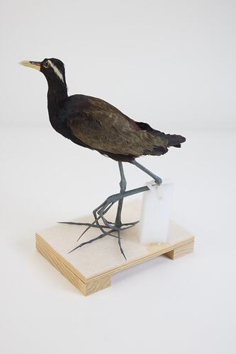 <em>Metopidius indicus</em>, Bronze-winged Jacana. [B 16954]