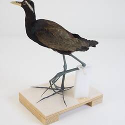 Our Wondrous Planet, Our Wild Family: Taxidermy Mount - Bronze-winged Jacana, <em>Metopidius indicus</em>