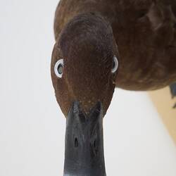 <em>Aythya australis</em>, Hardhead. [B 20984]