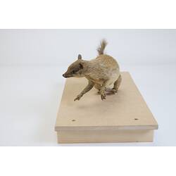 <em>Myrmecobius fasciatus</em>, Numbat. [C 30519]
