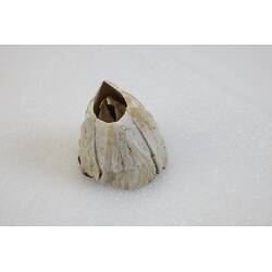 <em>Austromegabalanus nigrescens</em>, Giant Black Barnacle. [J 42413]