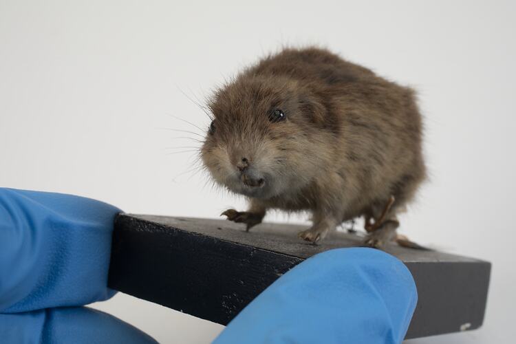 <em>Lemmus sibiricus</em>, Siberian Brown Lemming. [C 30116]