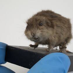 <em>Lemmus sibiricus</em>, Siberian Brown Lemming. [C 30116]