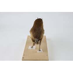 <em>Tragulus napu</em>, Greater Mouse-deer. [C 30638]