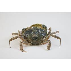 <em>Carcinus maenas</em>, European Shore Crab. [J 20921]