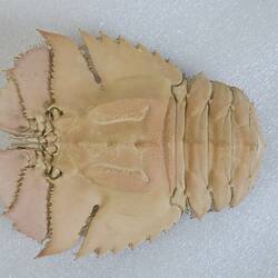 <em>Ibacus peronii</em>, Balmain Bug. [J 44696.8]