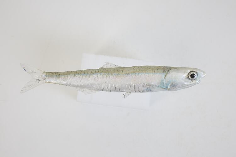 <em>Engraulis australis</em>, Australian Anchovy, model. [A 31384-005]