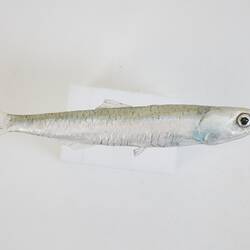 Our Wondrous Planet, Our Wild Family: Model - Australian Anchovy, <em>Engraulis australis</em> (Shaw, 1790)