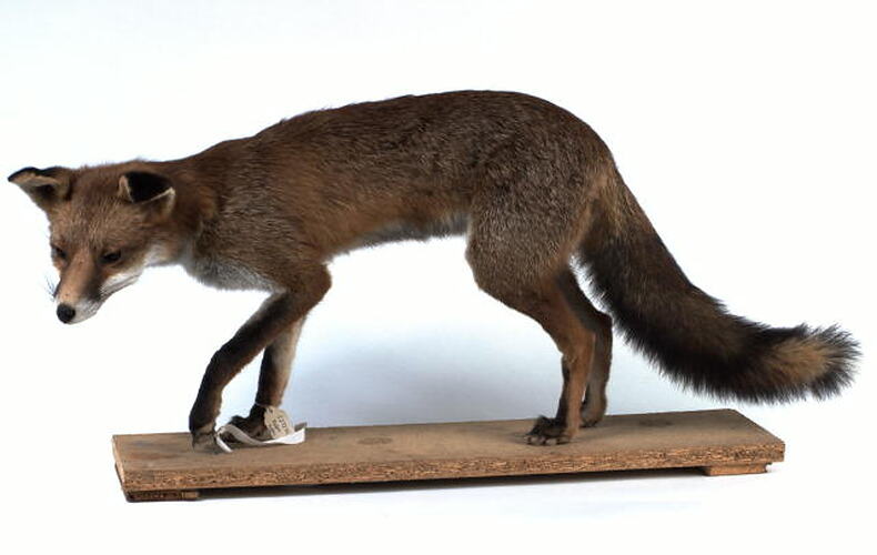 Taxidermied red fox mounted on board.