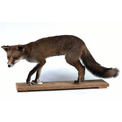 Our Wondrous Planet, Our Wild Family: Taxidermy Mount - Red Fox, <em>Vulpes vulpes</em>