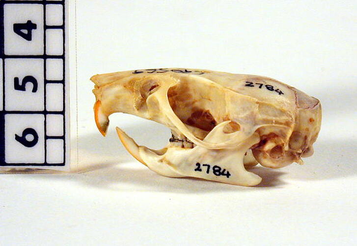 Side view of rat skull.