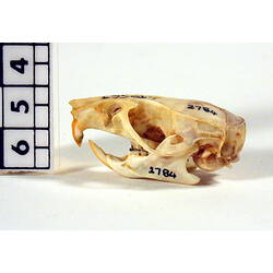 Side view of rat skull.