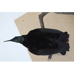 <em>Ptiloris magnificus alberti</em>, Magnificent Riflebird. [6060]