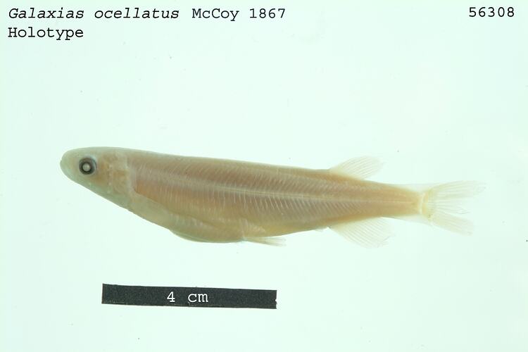 Fish specimen with scale bar, lateral view.