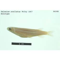 <em>Galaxias ocellatus</em> McCoy, 1867