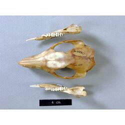 Potoroo lower jaws and skull, external surfaces visible.