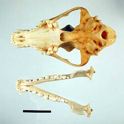 Dingo lower jaw and skull, oriented with teeth visible.