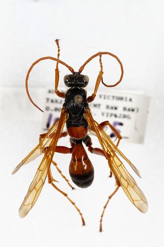 Family Pompilidae, pepsine spider wasp. [HYM 99071]