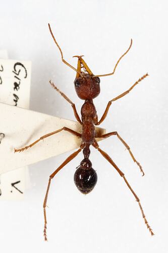 <em>Myrmecia</em> sp., bull ant. [HYM 99133]