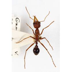 Our Wondrous Planet, Our Wild Family: Dry Specimen - Bull Ant, <em>Myrmecia</em> Fabricius, 1804