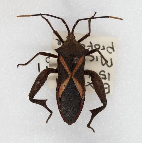 <em>Mictis profana</em>, crusader bug. [HEM 6227]