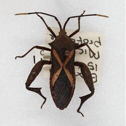 Our Wondrous Planet, Our Wild Family: Dry Specimen - Crusader bug, <em>Mictis profana</em> (Fabricius, 1803)