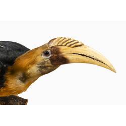 <em>Rhyticeros plicatus</em>, Blyth's Hornbill. [37177]