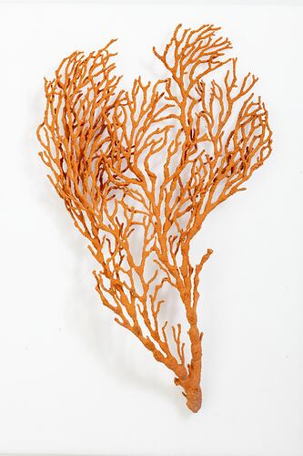 <em>Melithaea</em> sp., coral. [F 112047]