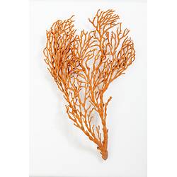<em>Melithaea</em> sp., coral. [F 112047]