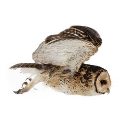 <em>Tyto novaehollandiae</em>, Masked Owl. [B 35109]