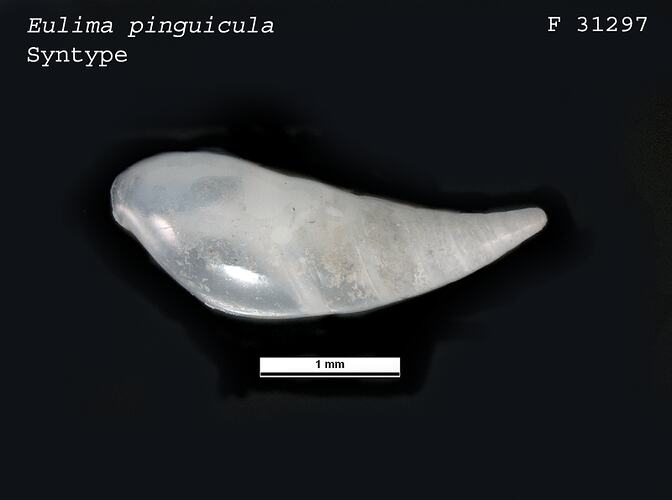 Shiny white, curved snail shell, dorsal view.