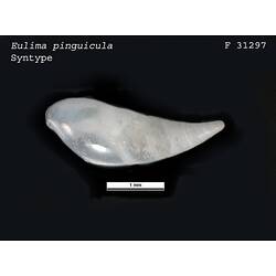 Shiny white, curved snail shell, dorsal view.