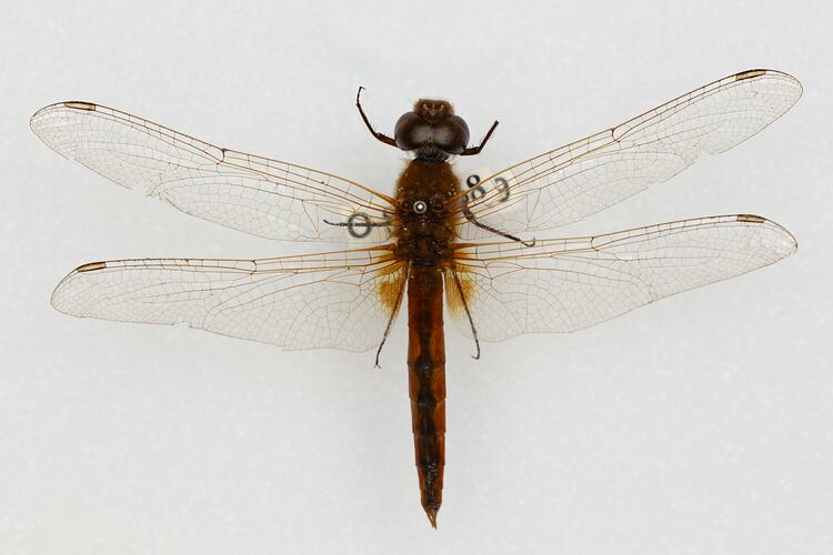 <em>Macrodiplax cora</em>, Coastal Glider. [ODO 4249]