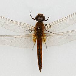 Our Wondrous Planet, Our Wild Family: Dry Specimen - Coastal Glider, <em>Orthetrum sabina</em> (Drury, 1770)