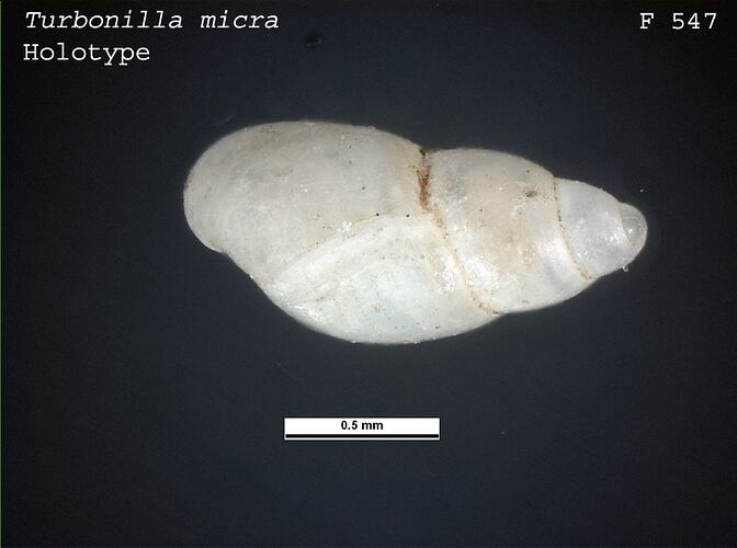 <em>Turbonilla micra</em>, marine snail.  Holotype.  Registration no. F 547.