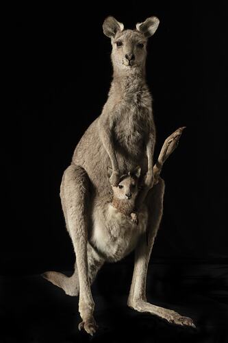 Front view of taxidermied Eastern Grey Kangaroo specimen female with joey in pouch.