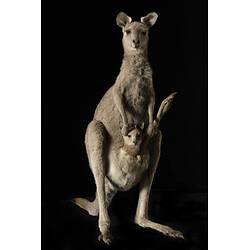 Our Wondrous Planet, Our Wild Family: Taxidermy Mount - Eastern Grey Kangaroo, <em>Macropus giganteus</em> Shaw, 1790