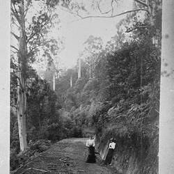 Photograph - 'Mountain Road, Fern-Tree', by A.J. Campbell, Dandenong Ranges, Victoria, circa 1890