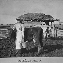 Photograph - Milking Maid, by A.J. Campbell, Echuca, Victoria, circa 1895