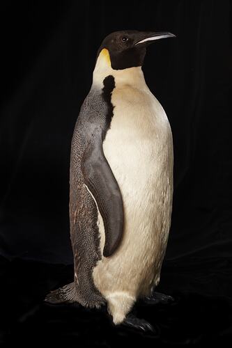 Emperor Penguin taxidermy specimen.