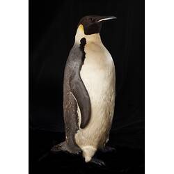 Our Wondrous Planet, Ice: Taxidermy Mount - Emperor Penguin, <em>Aptenodytes forsteri</em>
