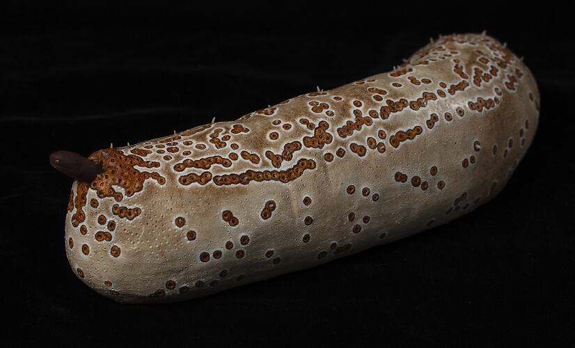Model of spotty sea cucumber with small fish sticking out of the anus.